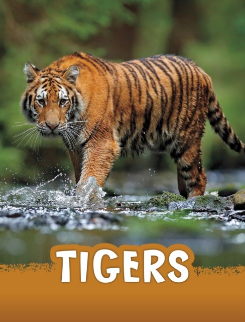 Tigers by Jaclyn Jaycox (Hardback Book)