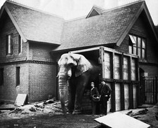 8x10 Photo: Jumbo the Elephant leaving for America in 1900 for Barnum's Circus
