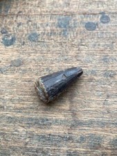 Spinosaurus  Dinosaur Tooth Fossil Talsint Morocco
