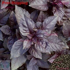 Basil Seeds | Dark Purple Opal Basil Seeds | NON-GMO