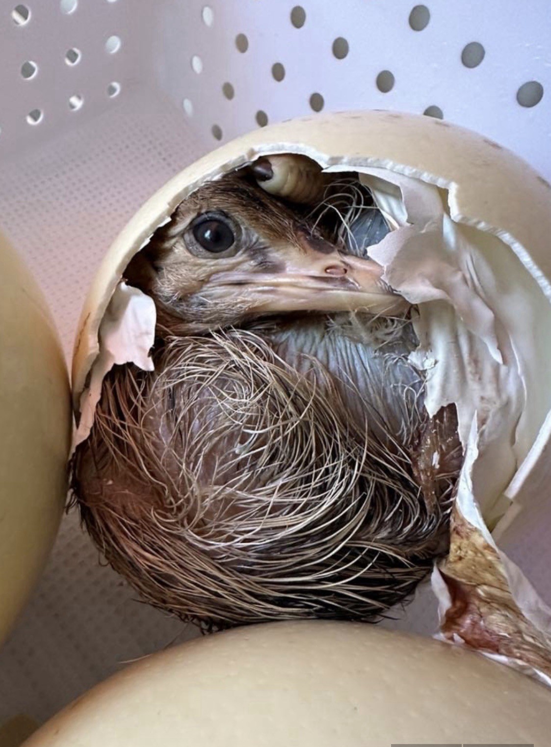 FERTILE ostrich eggs