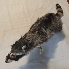 37" Raccoon Pelt Hide