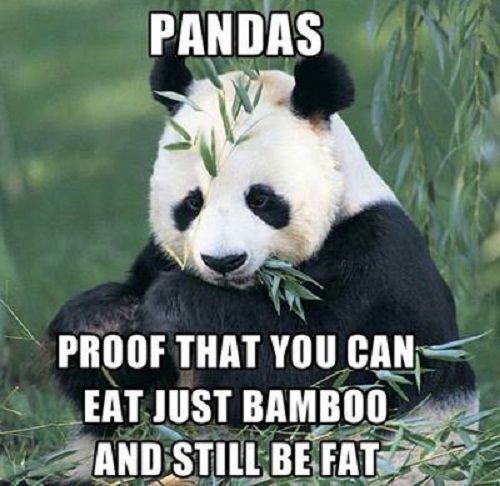 Funny Panda refrigerator magnet 3 1/2x 3 1/2 Funny Panda refrigerator magnet 3 1/2x 3 1/2