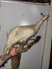 Stunning Taxidermy Peacock blue black white Interior exotic tropical bird
