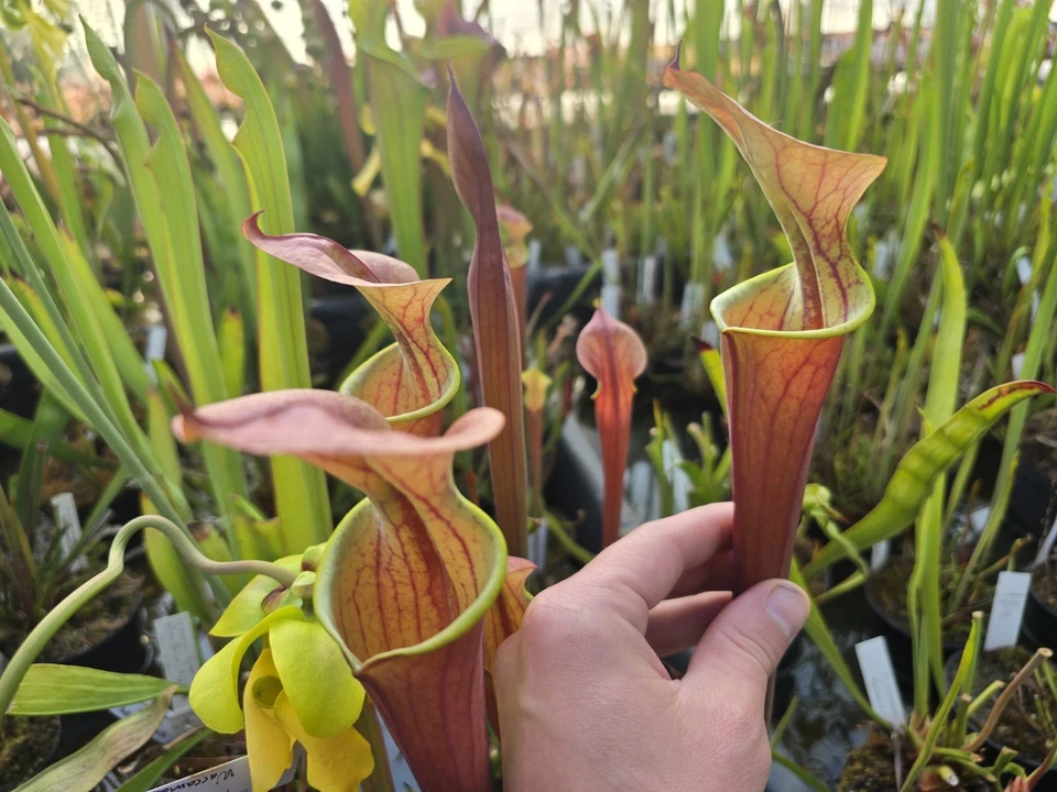 Sarracenia flava var atrop Waccamaw × Self,fleischfressende Pflanzen,winterhart - Bild 2 von 2