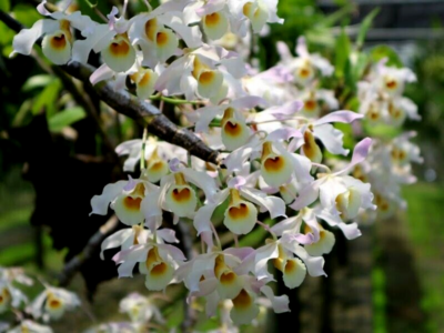 Dendrobium signatum L *Fragrant | eBay