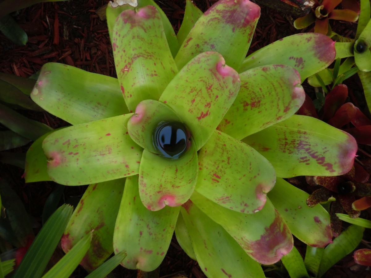 Neoregelia NON-VARIEGATED JOHANNIS Bromeliad one tropical Neoregelia NON-VARIEGATED JOHANNIS Bromeliad one tropical