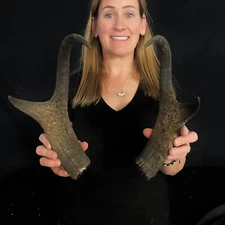 Antelope caps Antler Taxidermy Home decor Dog chews 178