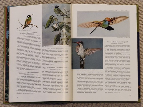 Lied- und Gartenvögel Nordamerikas Alexander Wetmore National Geographic1964 - Bild 8 von 10