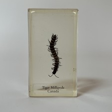 Real Life Bugs And Insects Taxidermy Tiger Millipede In Glass Resin Block