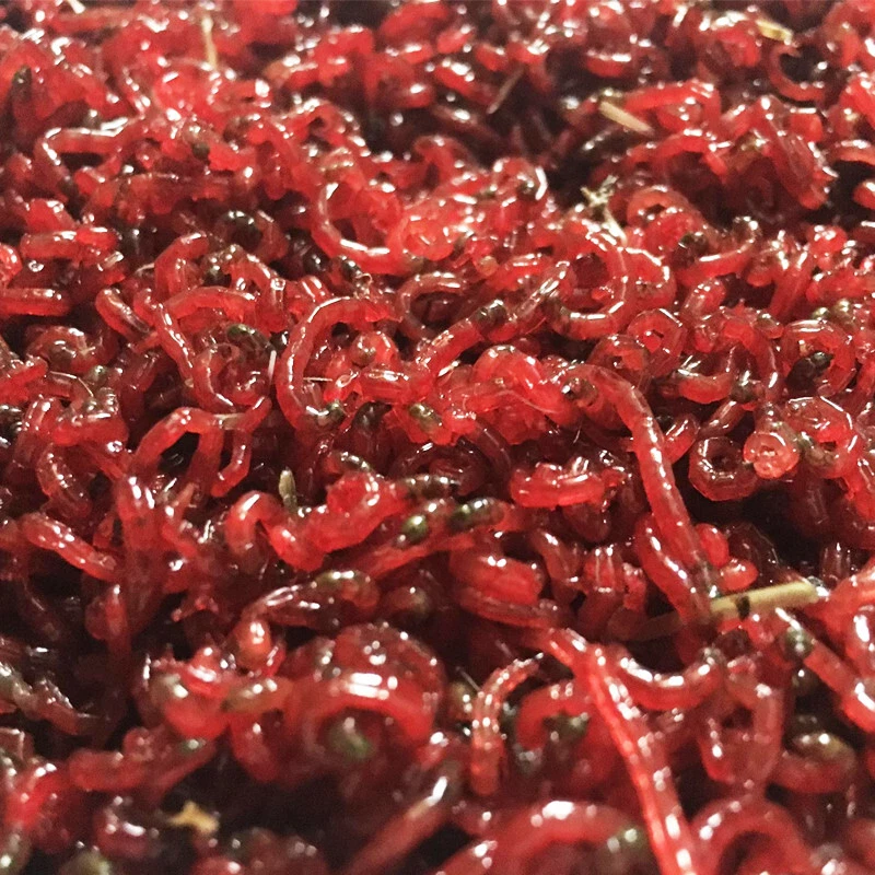 500g of Weighed Small Size Live Bloodworm (Perfect Food for Fish)