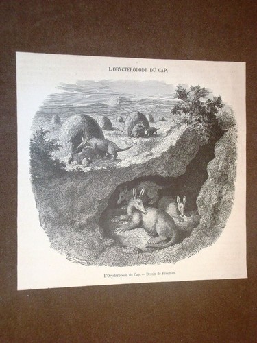 Gravure année 1872 L'Oryctéropode du cap