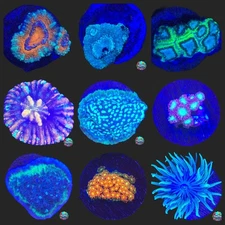 Mixed Coral Pack – 10 Frags 