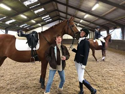 Horse For Lease In New South Wales Horses Ponies Gumtree Australia Free Local Classifieds