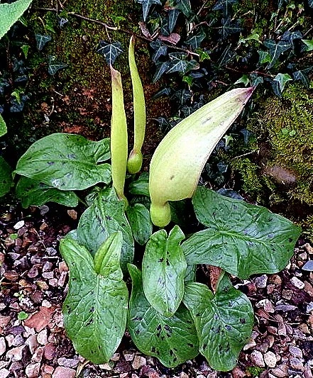 Arum maculatum (Cuckoo-pint) x 5 seeds