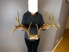 Real Whitetail Deer Antlers Set Wild Idaho Horns Mount Skull Funky FREAK