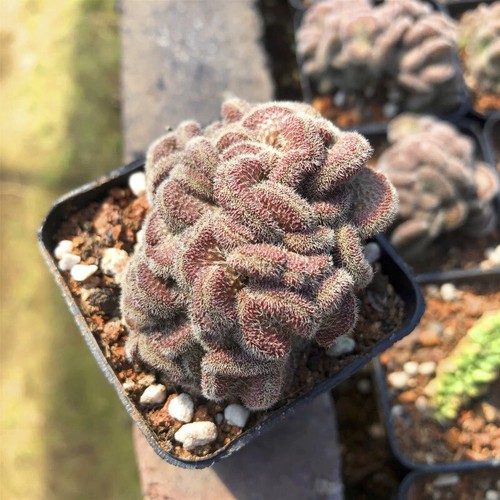 Planta de cactus suculenta de 4-5 cm Mammillaria Compressa Yokan Cristata abigarrada - Imagen 5 de 16