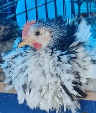 12 Fun Pack Of Bantam Hatching Eggs -Silkie, Serama, Cochin, Polish