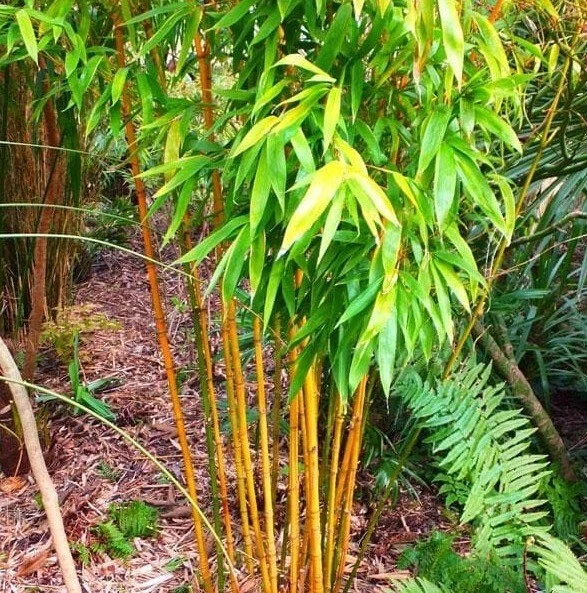 100 PLUS semillas de bambú dorado (Phyllostachys Aurea) Foto 2 de 2