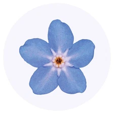 24 x 'Forget-Me-Not Flower' Stickers (SK00015693)
