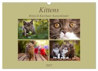 Calendar 2027 · US Version · Kittens - British Shorthair Kittens (Wall Calendar