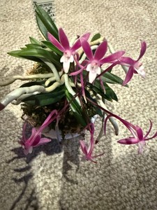 Neofinetia falcata Raikoumaru with 3 spikes RARE