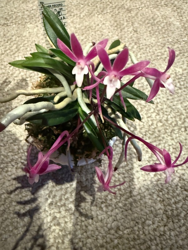 Neofinetia falcata Raikoumaru with 3 spikes RARE