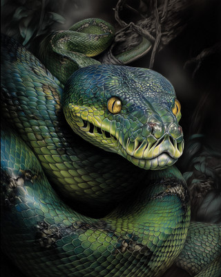 8x10 Snake close-up gaze - dark forest, coiled body behind - moody - 188867331