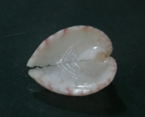 Corculum Impressum 22.3mm F+++/GEM TINY SIZE gorgeous SMALL heart beauty WOW - Picture 2 of 8