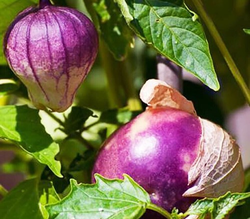 1 Pack 600 Purple Tomatillo Seeds Physalis ixocarpa Cape Gooseberry Organic - Picture 5 of 9