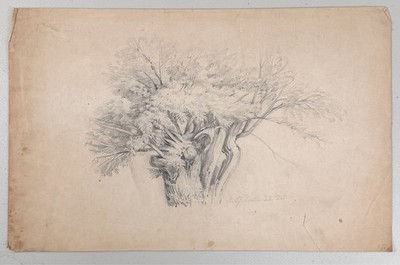 Antique Oak Walnut Tree Study Drawing Forest Landscape 19th C. Victorian SIGNED