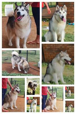 gumtree malamute