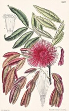 Calliandra Fulgens México Botánica Flor Botánica Litografía Curtis 7626