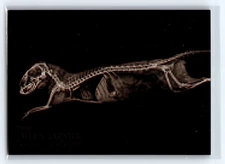 2024 Topps Allen & Ginter Oregon Zoo #XR-14 Dwarf Mongoose