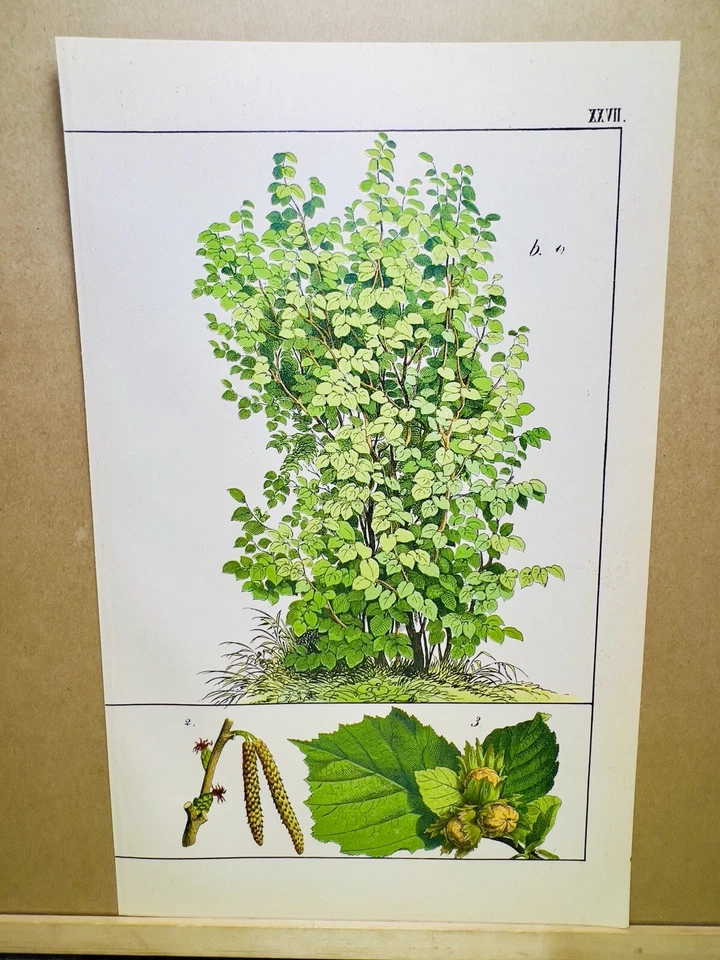 ANTIQUE POSTER HAZELNUT TREE NATURE POSTER PICTURE ILLUSTRATION 1882 BOTANY P... - Image 2 of 4