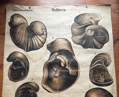Gran carta escolar vintage fósiles paleontología por Karl Alfred Von Zittel 1879 - Imagen 3 de 16