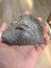 Bald Eagle Head Sculpture By J. R Cotner 1992 