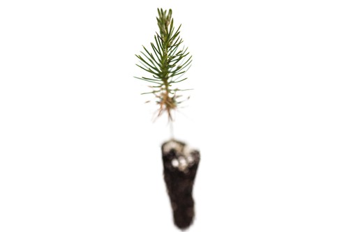 Japanese Black Pine | Small Tree Seedling | The Jonsteen Company - Picture 3 of 12