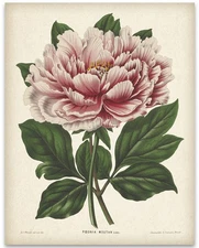 Vintage Mountain Peony Poster 11x14 Unframed Botanical Garden Wall Art Print