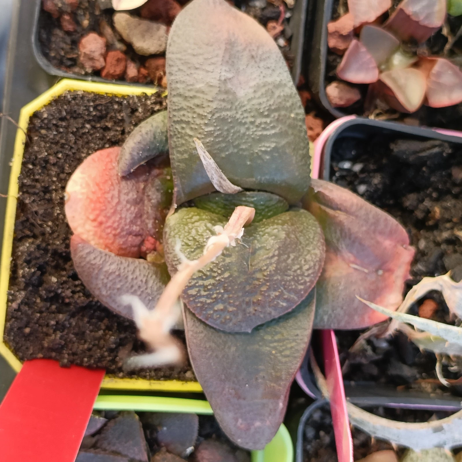 Gasteria armstrongii Hybrid twist nice succulent plant
Opens in a new window or tab