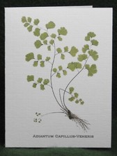 MisterBcards 12 Antique Fern Notelets (75x105mm) with White C7 Envelopes