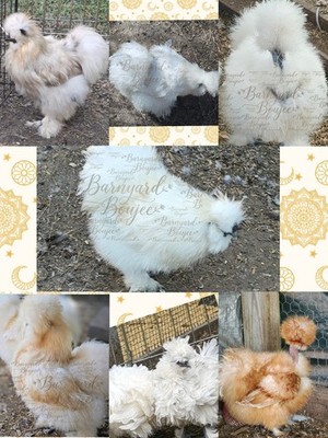 12 Silkie Hatching Eggs Hens Choice white, black, chocolate , etc