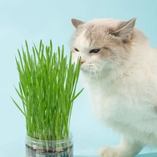 Organic Cat Grass Seeds, Oat Wheat grass seeds | Non GMO | Indoor Cats