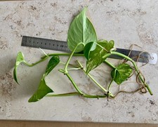 2 Efeutute aureum Ableger bewurzelt Epipremnum golden Pothos zum selbst pflanzen