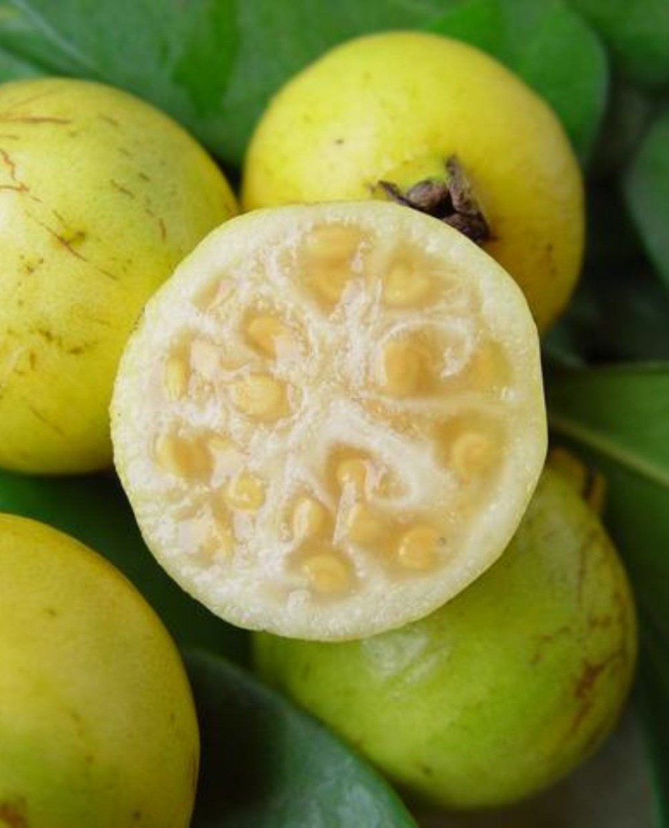 Pianta Di Guava Rossa (Psidium Cattleianum) - Vaso 18 Cm, Altezza 100-120 Cm - Foto 7