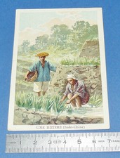 CHROMO 1900-1910 ECOLE BON-POINT GRANDE IMAGE UNE RIZIERE INDOCHINE ANNAMITES