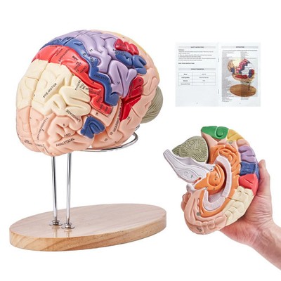 Human Brain Model Anatomy, 2X Life-Size 4-Part Human Brain Anatomical Model wit
