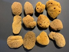 Natural Sea Sponge 12 Piece Craft Decor Unbleached Sponges FREE Ship