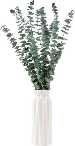 10 Pcs Dried Eucalyptus Stems 17" Real Eucalyptus for Shower Hanging 100% - Picture 7 of 9