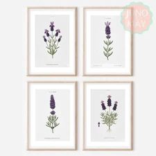 Set of 4 Watercolour Lavender ART PRINTS Wall Picture Home Art (A4 Sized)